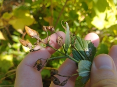 Nothochelone nemorosa