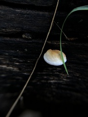 Truncospora ochroleuca