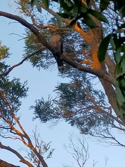 Lopholaimus antarcticus