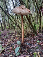 Macrolepiota