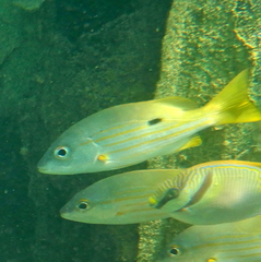 Lutjanus fulviflamma