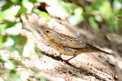 Locustella lanceolata