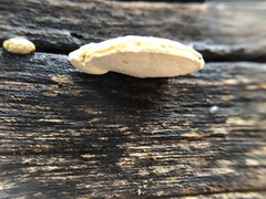 Truncospora ochroleuca