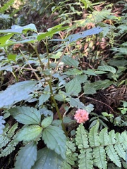 Lecanthus peduncularis