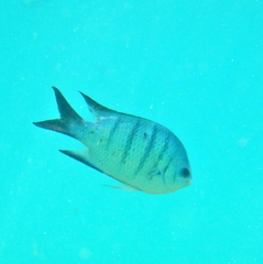 Abudefduf whitleyi