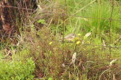 Acanthiza reguloides