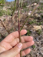 Schizachyrium stoloniferum