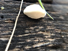 Truncospora ochroleuca