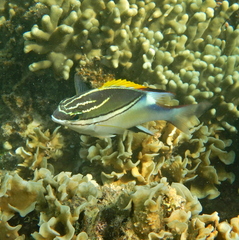 Scolopsis bilineata