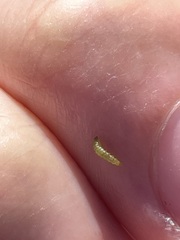 Cacoecimorpha pronubana