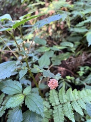 Lecanthus peduncularis