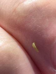 Cacoecimorpha pronubana