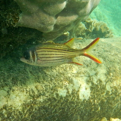 Neoniphon sammara