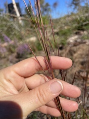 Schizachyrium stoloniferum