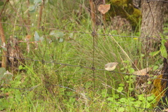 Acanthiza reguloides