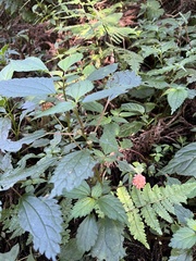Lecanthus peduncularis