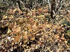 Rhododendron pilosum