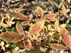 Rhododendron pilosum