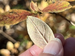 Rhododendron pilosum