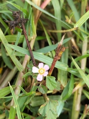Melochia corchorifolia