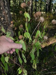 Monarda stipitatoglandulosa