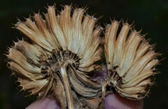 Monarda stipitatoglandulosa