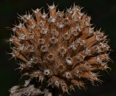 Monarda stipitatoglandulosa