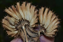 Monarda stipitatoglandulosa