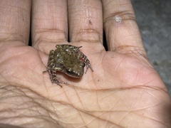 Eleutherodactylus campi