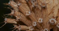 Monarda stipitatoglandulosa