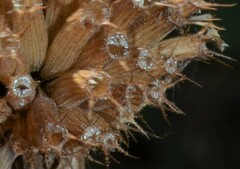 Monarda stipitatoglandulosa