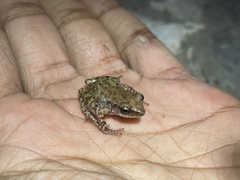 Eleutherodactylus campi