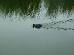 Fulica ardesiaca