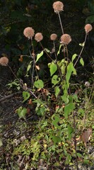 Monarda stipitatoglandulosa