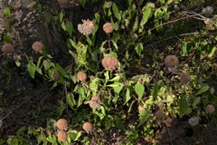 Monarda stipitatoglandulosa