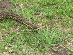 Bothrops alternatus