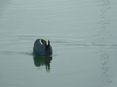 Fulica ardesiaca