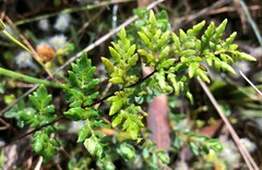 Cheilanthes sieberi