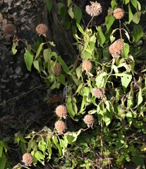 Monarda stipitatoglandulosa