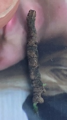 Biston betularia