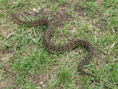 Bothrops alternatus