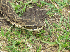 Bothrops alternatus