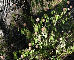 Monarda stipitatoglandulosa