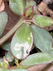 Schizocerella pilicornis