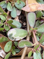 Schizocerella pilicornis