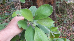 Terminalia phanerophlebia