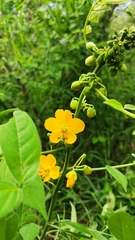 Senna hirsuta