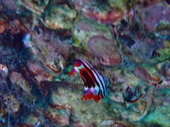 Nembrotha