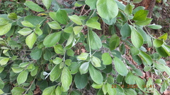 Terminalia phanerophlebia