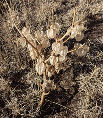 Physalis neomexicana